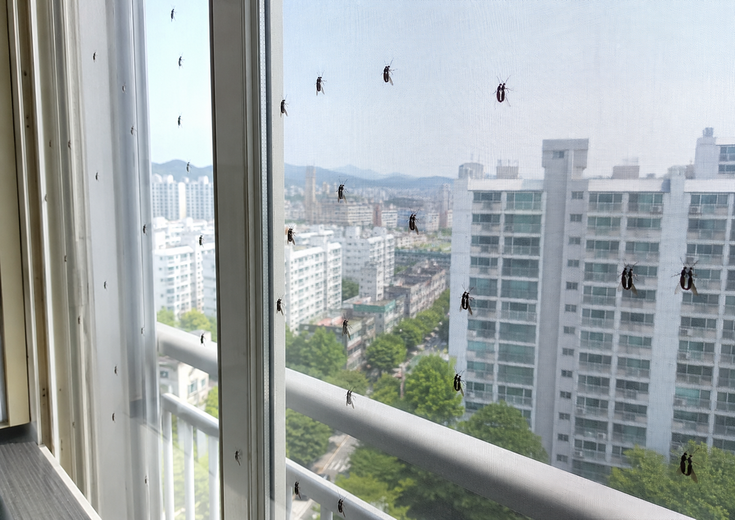 러브버그 퇴치법
러브버그 출몰시기
러브버그 지도
러브버그 대량 발생
러브버그 행동요령